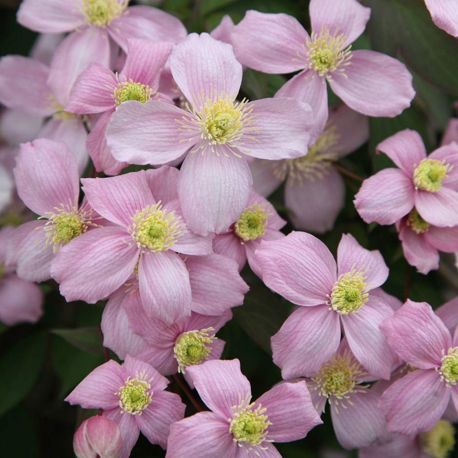 Clematis Montana Rubens